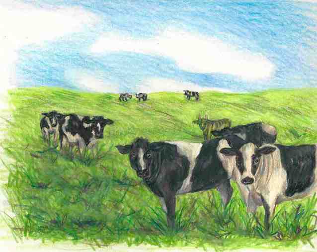 cow pasture with bull